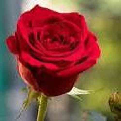  تو خوبی تو ماهی فدات شم الهی خاطرخوای قند لباتم